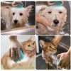Grooming Pet Soft Silicon Bath And Massage Brush with Shampoo Dispenser for Dogs and Cats