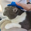 Professional Pet Grooming - Dog and Cat Shampoo Shower & Bath Scrubbing Brush for Long & Short Hair Cats and Dogs