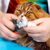 Professional Pet Grooming Nail Clipper & Trimmer Set