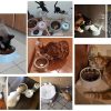 Automatic Pet Feeder and Water Dispenser, Pet Food and Water Feeder Bowls with Automatic Pet Water Bottle for Small Large Dog, Cats and Rabbits